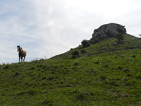 Un caballo de pelaje marrón con una mancha blanca en el hocico, parado en el campo; al fondo se observa el Cerro Batoví, una elevación de piedra de punta chata.