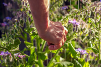 Primer plano de la mano de Olibia tocando una planta con flores pequeñas de color violeta.